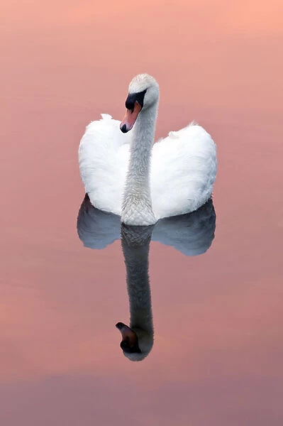 Mute swan {Cygnus olor} on water with reflection, Shapwick Heath (Somerset Wildlife