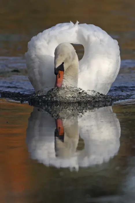 Framed Print : Mute swan (Cygnus olor) on water, Wheatfen, Norfolk, UK, November Framed Print : Mute swan (Cygnus olor) on water, Wheatfen, Norfolk, UK, November