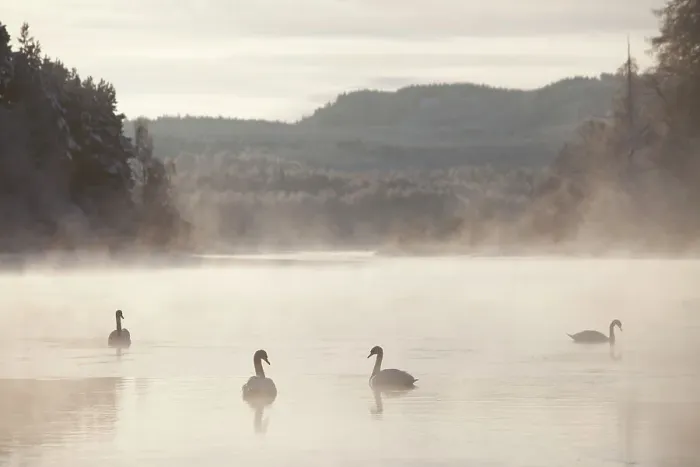 Framed Print : Mute swan (Cygnus olor) four on water in winter dawn mist, Loch Insh, Cairngorms NP, Highlands, Scotland UK, December. 2020VISION Exhibition. 2020VISION Book Plate Framed Print : Mute swan (Cygnus olor) four on water in winter dawn mist, Loch Insh, Cairngorms NP, Highlands, Scotland UK, December. 2020VISION Exhibition. 2020VISION Book Plate