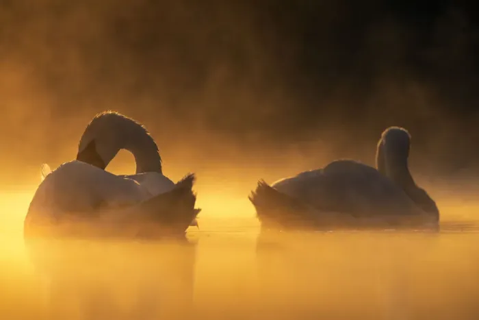 Framed Print : Mute swans (Cygnus olor) in early morning light. Valkenhorst nature reserve, Valkenswaard Framed Print : Mute swans (Cygnus olor) in early morning light. Valkenhorst nature reserve, Valkenswaard