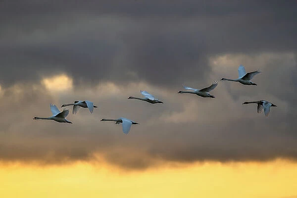 Mute swans (Cygnus olor) in flight against a cloudy sky, Caerlaverock Wetland Centre, Dumfries & Galloway, Scotland, UK. November
