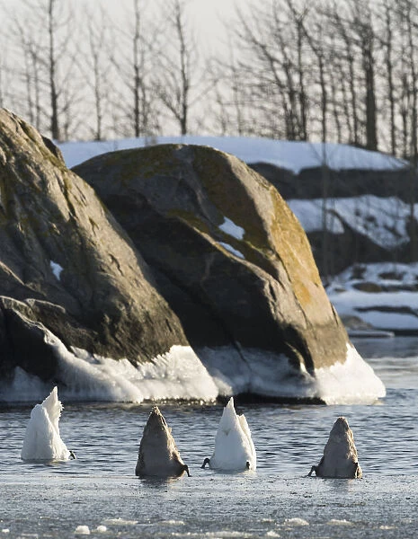 Mute Swans (Cygnus olor) foraging, southwest Finland, February