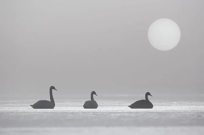Framed Print : Three Mute Swans (Cygnus olor) on frozen loch in early morning mist, Cairngorms National Park, Scotland, UK Framed Print : Three Mute Swans (Cygnus olor) on frozen loch in early morning mist, Cairngorms National Park, Scotland, UK