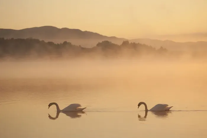 Framed Print : Two Mute swans (Cygnus olor) on River Spey at dawn, Cairngorms National Park, Scotland Framed Print : Two Mute swans (Cygnus olor) on River Spey at dawn, Cairngorms National Park, Scotland