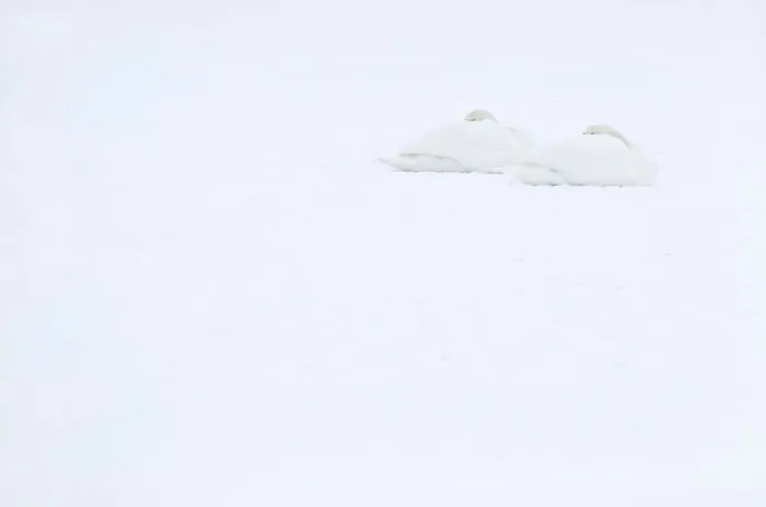 Framed Print : Two Mute swans (Cygnus olor) sleeping on snow, Hazerswoude, The Netherlands, February Framed Print : Two Mute swans (Cygnus olor) sleeping on snow, Hazerswoude, The Netherlands, February