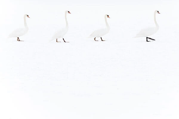 Four Mute swans (Cygnus olor) walking over snow, Hazerswoude, The Netherlands, February