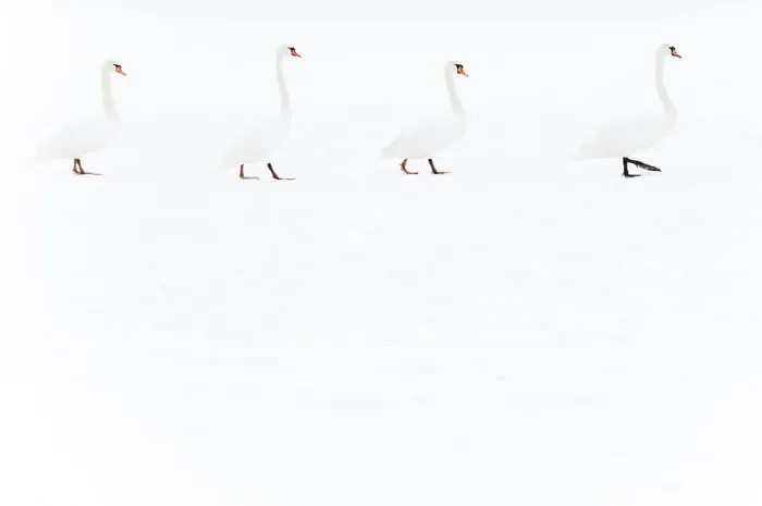 Framed Print : Four Mute swans (Cygnus olor) walking over snow, Hazerswoude, The Netherlands, February Framed Print : Four Mute swans (Cygnus olor) walking over snow, Hazerswoude, The Netherlands, February