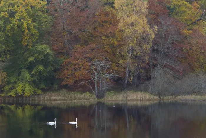 Framed Print : Two Mute swans (Cygnus olor) on water with a backdrop of autumn trees, Loch Insh, Cairngorms NP Framed Print : Two Mute swans (Cygnus olor) on water with a backdrop of autumn trees, Loch Insh, Cairngorms NP