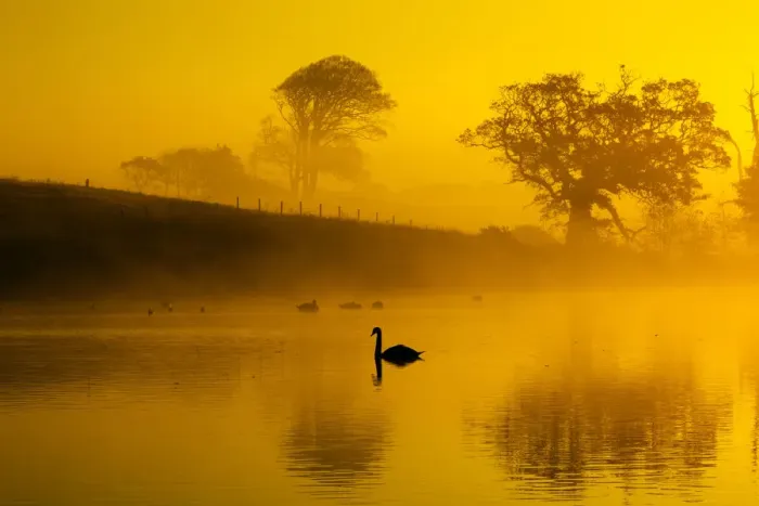 Framed Print : Mute swans (Cygnus olor) on water at sunrise on foggy morning, Norfolk, England, UK Framed Print : Mute swans (Cygnus olor) on water at sunrise on foggy morning, Norfolk, England, UK
