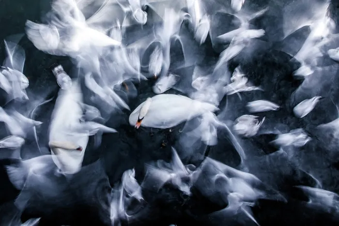 Framed Print : Two Mute swans (Cygnus olor) on water surrounded by flock of Black-headed gulls (Chroicocephalus ridibundus), Zurich, Switzerland. January Framed Print : Two Mute swans (Cygnus olor) on water surrounded by flock of Black-headed gulls (Chroicocephalus ridibundus), Zurich, Switzerland. January