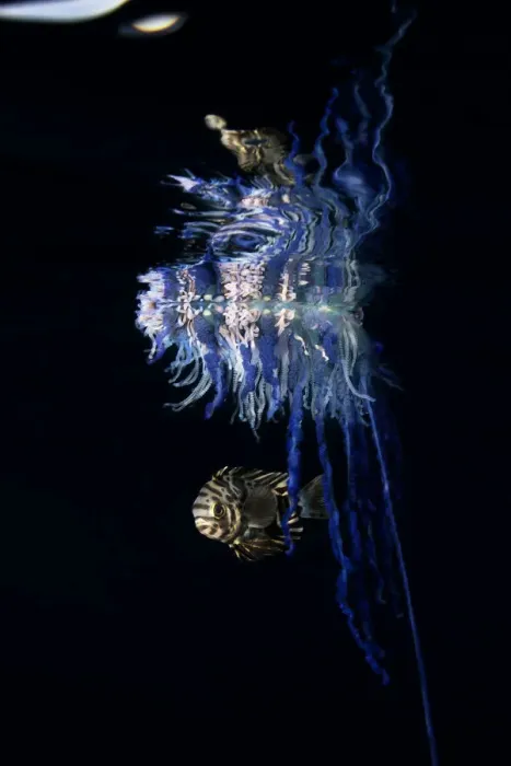 Framed Print : Mutualism between a Portuguese man o war (Physalia physalis Framed Print : Mutualism between a Portuguese man o war (Physalia physalis