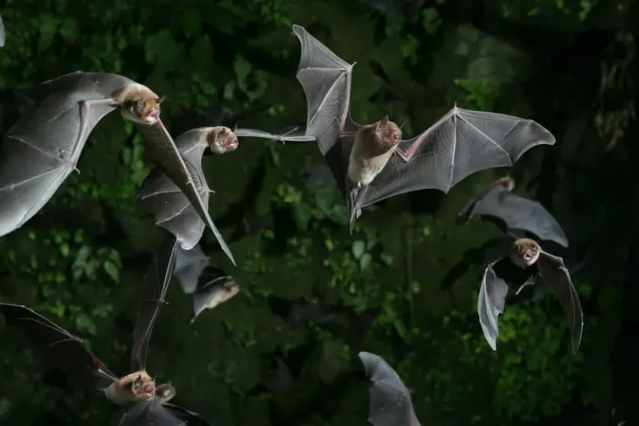 Framed Print : Naked-backed (moustached) bats {Pteronotus davyi} emerging at dusk, Tamana, Trinidad, West Indies Framed Print : Naked-backed (moustached) bats {Pteronotus davyi} emerging at dusk, Tamana, Trinidad, West Indies