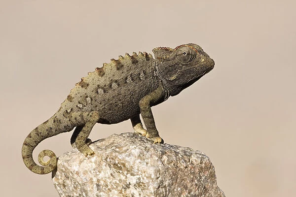 Namaqua chameleon (Chamaeleo namaquensis) standing on rock, Namib-Naukluft National Park