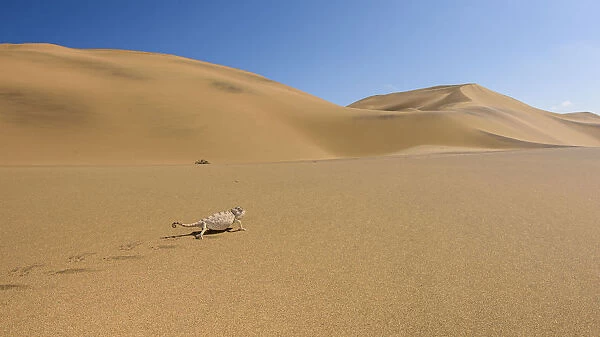 Namaqua chameleon (Chamaeleo namaquensis) walking up dune, Swakopmund