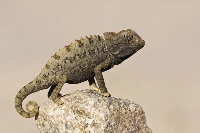 Framed Print : Namaqua chameleon (Chamaeleo namaquensis) standing on rock, Namib-Naukluft National Park Framed Print : Namaqua chameleon (Chamaeleo namaquensis) standing on rock, Namib-Naukluft National Park