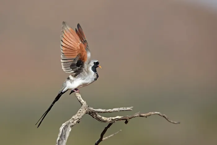 Framed Print : Namaqua dove (Oena capensis) male, perched on branch preparing to take flight, Tswalu Kalaharo Reserve, Northern Cape, South Africa Framed Print : Namaqua dove (Oena capensis) male, perched on branch preparing to take flight, Tswalu Kalaharo Reserve, Northern Cape, South Africa