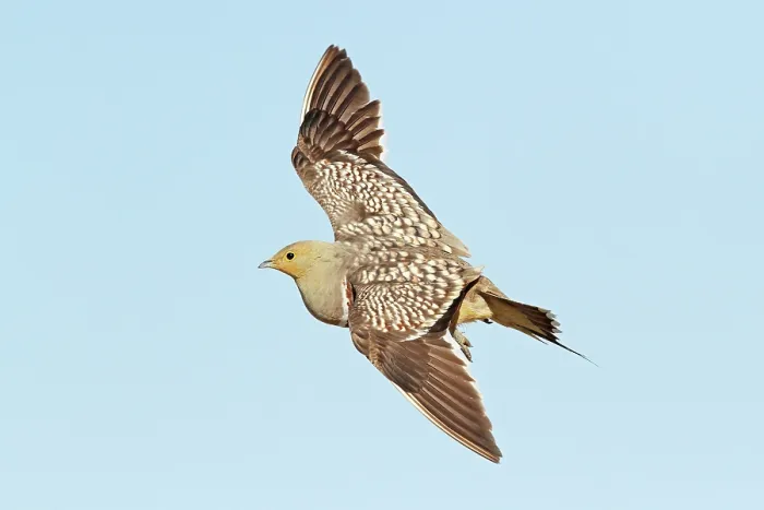 Framed Print : Namaqua sandgrouse (Pterocles namaqua) male, in flight, Kgalgadi Transfrontier Park, South Africa Framed Print : Namaqua sandgrouse (Pterocles namaqua) male, in flight, Kgalgadi Transfrontier Park, South Africa