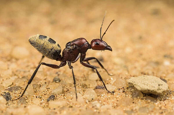 Namib desert dune ant (Camponotus detritus), queen on sand with visible wing scars on her thorax, Swakopmund, Namibia