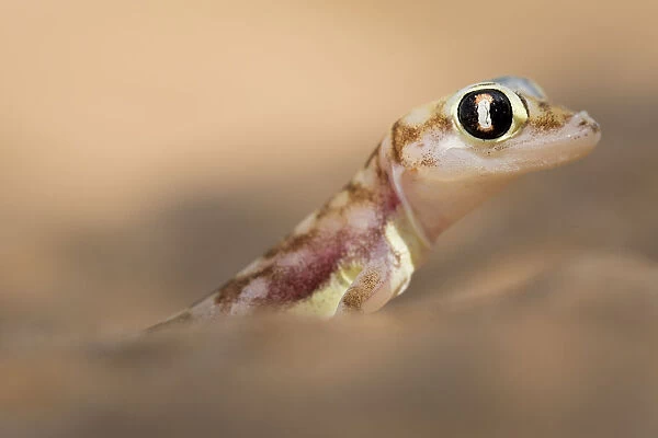 Namib sand gecko (Pachydactylus rangei) portrait, Swakopmund, Erongo, Namibia
