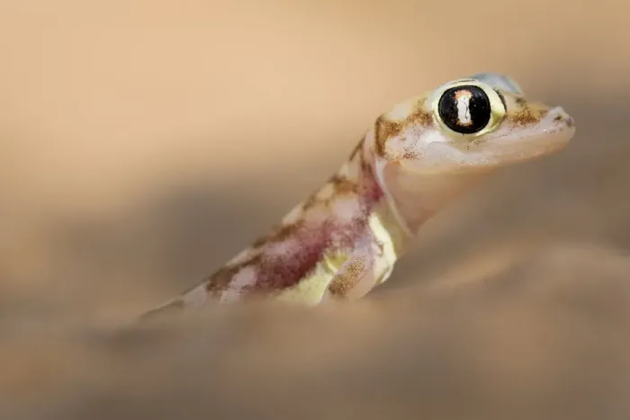 Framed Print : Namib sand gecko (Pachydactylus rangei) portrait, Swakopmund, Erongo, Namibia Framed Print : Namib sand gecko (Pachydactylus rangei) portrait, Swakopmund, Erongo, Namibia