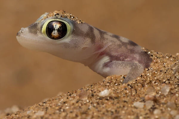 Namib sand gecko (Pachydactylus rangei) in sand, Swakopmund, Erongo, Namibia