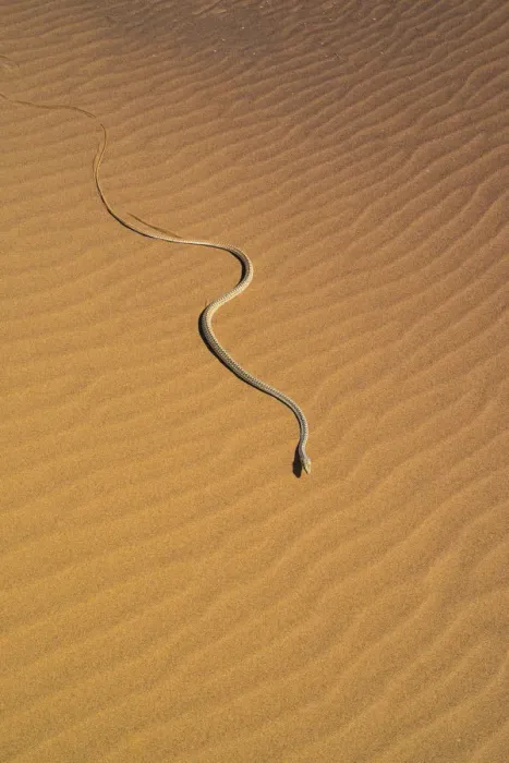 Framed Print : Namib sand snake (Psammophis namibensis) in sand dunes, Swakopmund, Erongo Region, Namibia Framed Print : Namib sand snake (Psammophis namibensis) in sand dunes, Swakopmund, Erongo Region, Namibia