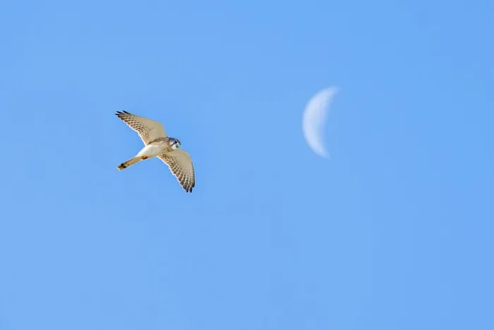 Framed Print : Nankeen kestrel (Falco cenchroides) hovering and looking down, with cresent moon in background, Victoria, Australia Framed Print : Nankeen kestrel (Falco cenchroides) hovering and looking down, with cresent moon in background, Victoria, Australia