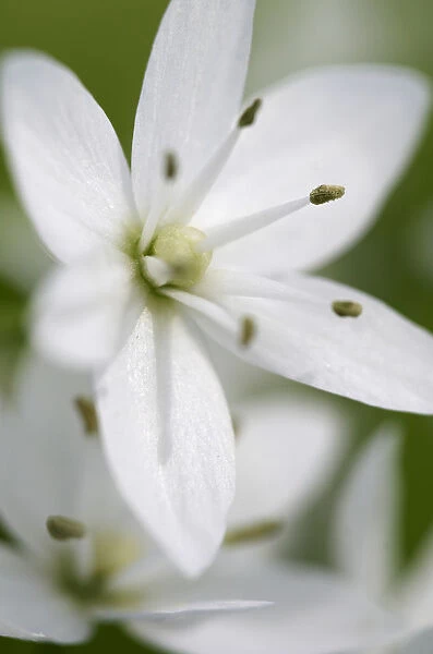 Naples garlic (Allium neapolitanum) flower, Akamas peninsula, Cyprus, May 2009