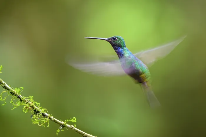 Framed Print : Napo sabrewing (Campylopterus villaviscensio) male, in flight, buffer zone, Sumaco National Park, Amazon slope, Ecuador. Controlled conditions Framed Print : Napo sabrewing (Campylopterus villaviscensio) male, in flight, buffer zone, Sumaco National Park, Amazon slope, Ecuador. Controlled conditions