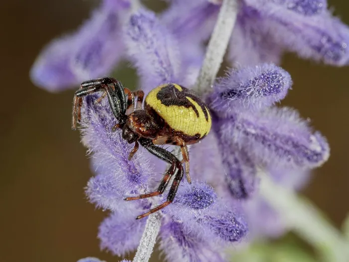 Framed Print : Napoleon spider (Synema globosum) female, resting on Lavender (Lavandula sp.), Orvieto, Umbria, Italy. May Framed Print : Napoleon spider (Synema globosum) female, resting on Lavender (Lavandula sp.), Orvieto, Umbria, Italy. May