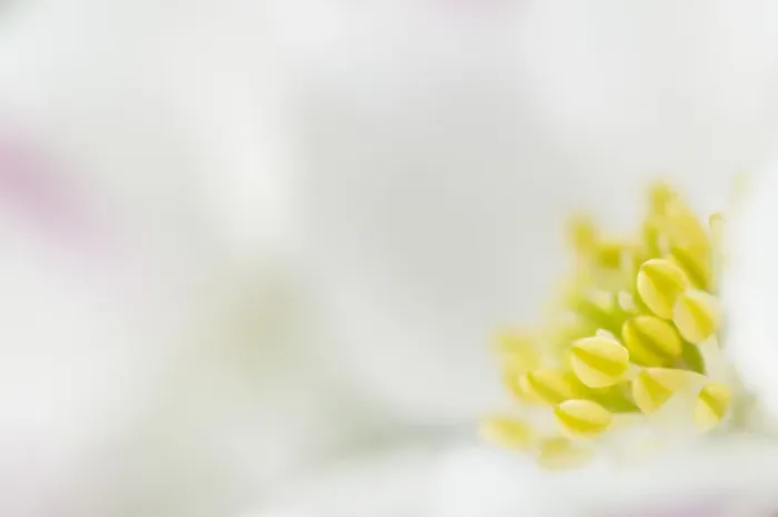 Framed Print : Narcissus-flowered anemone (Anemone narcissiflora) close-up of flower, Liechtenstein Framed Print : Narcissus-flowered anemone (Anemone narcissiflora) close-up of flower, Liechtenstein