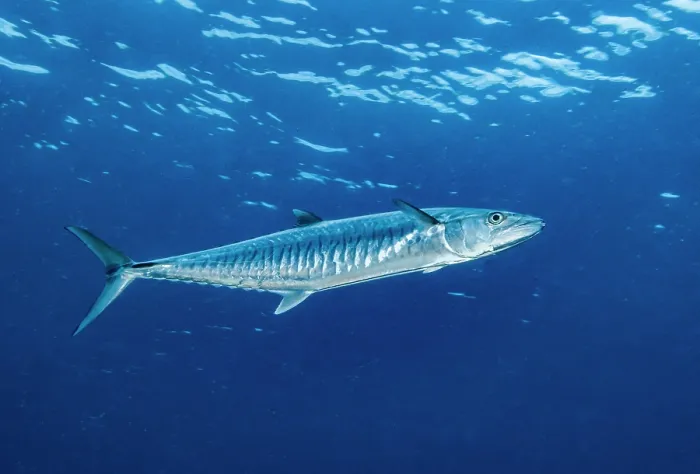 Framed Print : Narrow-barred Spanish mackerel (Scomberomorus commerson) portrait