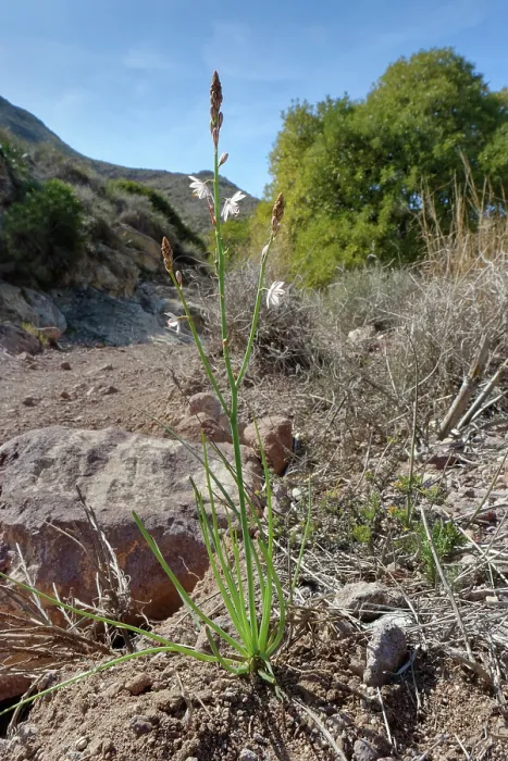 Framed Print : Narrow-leaved asphodel (Asphodelus tenuifolius) flowering beside a dried out riverbed, Cabo de Gata-Nijar Natural Park, Almeria, Spain. March
