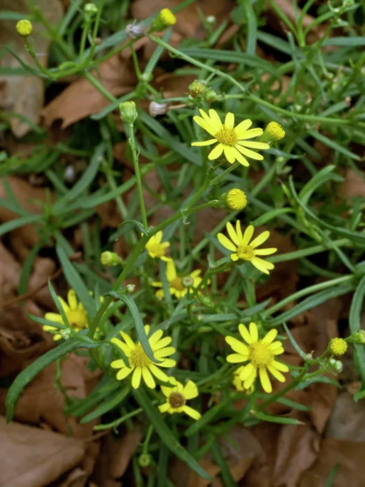 Framed Print : Narrow-leaved ragwort (Senecio inaequidens) in flower, near Greenland Dock, Surrey, England, UK. September