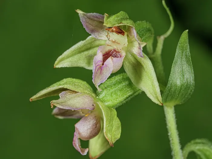 Framed Print : Narrow-lipped helleborine (Epipactis leptochila var neglecta) in flower, Abetone, Emilia-Romagna, Italy. July Framed Print : Narrow-lipped helleborine (Epipactis leptochila var neglecta) in flower, Abetone, Emilia-Romagna, Italy. July