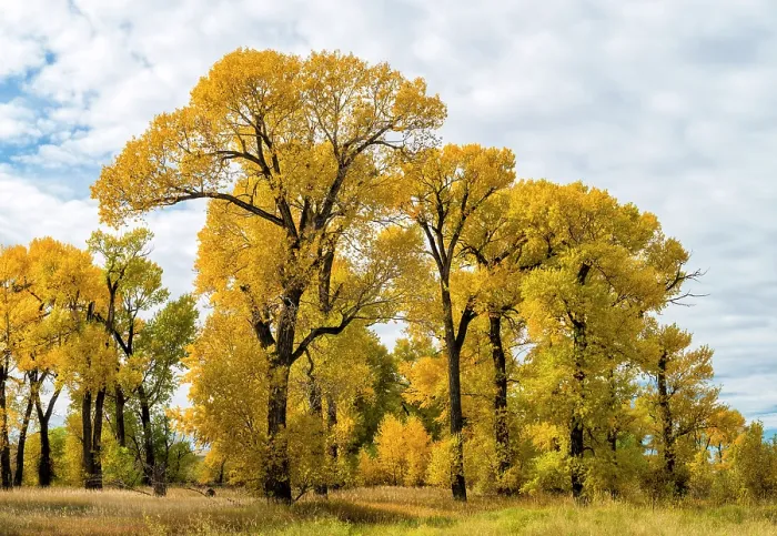 Framed Print : Narrowleaved cottonwood trees (Populus angustifolia) in autumn color mark a wet area on the prairie. Montana, USA. October Framed Print : Narrowleaved cottonwood trees (Populus angustifolia) in autumn color mark a wet area on the prairie. Montana, USA. October