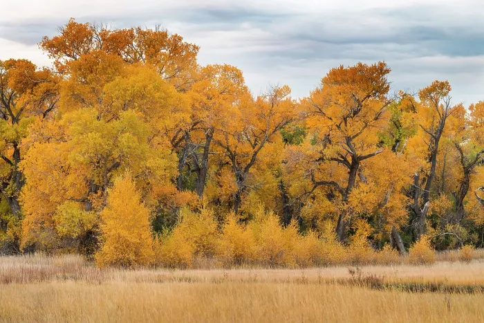Framed Print : Narrowleaved cottonwood trees (Populus angustifolia) in autumn colour mark a wet area on the prairie. Montana, USA, October Framed Print : Narrowleaved cottonwood trees (Populus angustifolia) in autumn colour mark a wet area on the prairie. Montana, USA, October