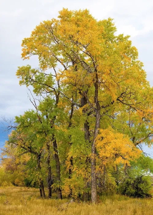 Framed Print : Narrowleaved cottonwood trees (Populus angustifolia) in autumn colour mark a wet area on the prairie. Montana, USA, October Framed Print : Narrowleaved cottonwood trees (Populus angustifolia) in autumn colour mark a wet area on the prairie. Montana, USA, October