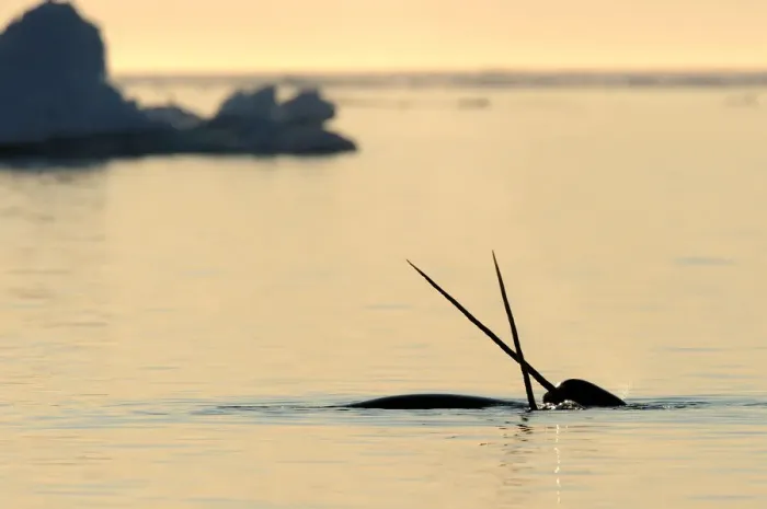 Framed Print : Narwhal (Monodon monoceros) crossing tusks above water surface. Baffin Island, Nunavut