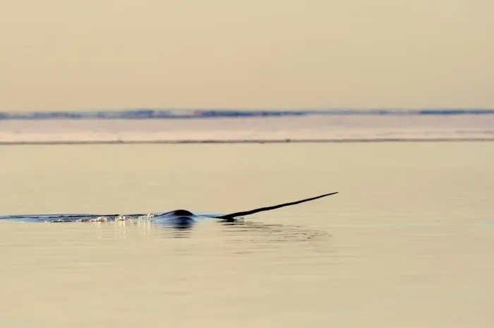 Framed Print : Narwhal (Monodon monoceros) showing tusk above water surface. Baffin Island, Nunavut, Canada, April Framed Print : Narwhal (Monodon monoceros) showing tusk above water surface. Baffin Island, Nunavut, Canada, April