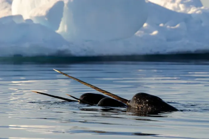 Framed Print : Narwhal (Monodon monoceros) showing tusks above water surface. Baffin Island, Nunavut Framed Print : Narwhal (Monodon monoceros) showing tusks above water surface. Baffin Island, Nunavut