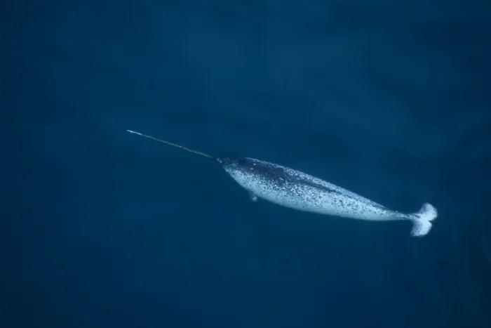 Framed Print : Narwhal (Monodon monoceros) swimming near the surface, seen from the air. Pond Inlet Framed Print : Narwhal (Monodon monoceros) swimming near the surface, seen from the air. Pond Inlet