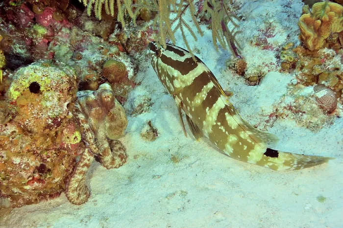 Framed Print : Nassau grouper (Epinephelus striatus) in confrontation with Common octopus (Octopus vulgaris) on reef, San Salvador Island, Bahamas, Caribbean Sea Framed Print : Nassau grouper (Epinephelus striatus) in confrontation with Common octopus (Octopus vulgaris) on reef, San Salvador Island, Bahamas, Caribbean Sea