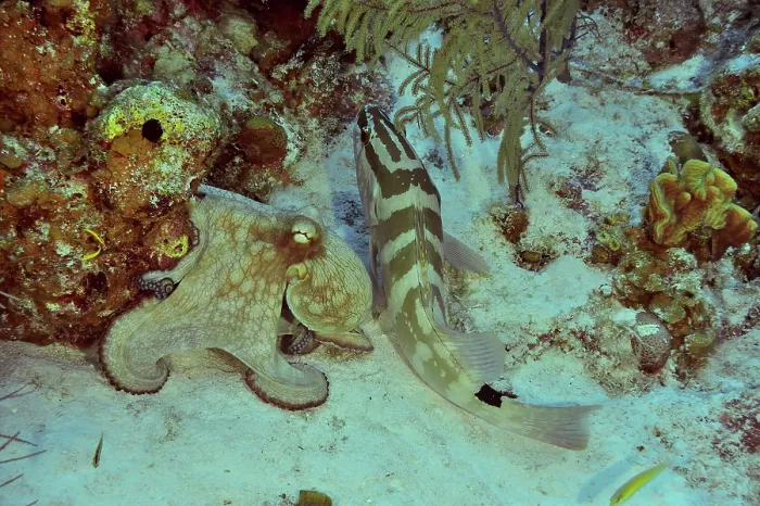 Framed Print : Nassau grouper (Epinephelus striatus) in confrontation with Common octopus (Octopus vulgaris) on reef, San Salvador Island, Bahamas, Caribbean Sea Framed Print : Nassau grouper (Epinephelus striatus) in confrontation with Common octopus (Octopus vulgaris) on reef, San Salvador Island, Bahamas, Caribbean Sea