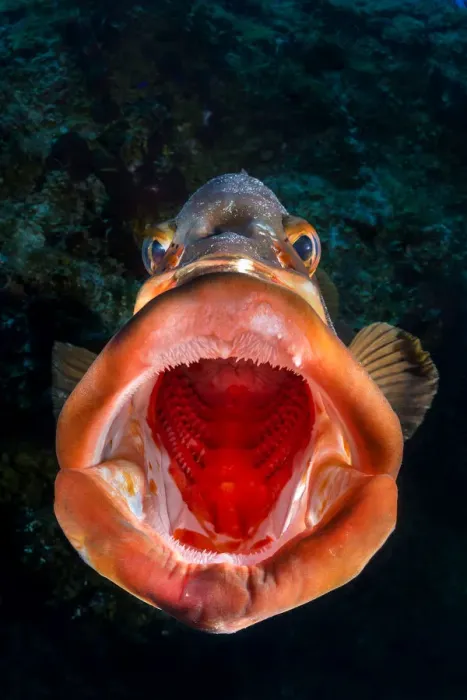 Framed Print : Nassau grouper (Epinephelus striatus) yawning on a coral reef drop off. San Salvador island