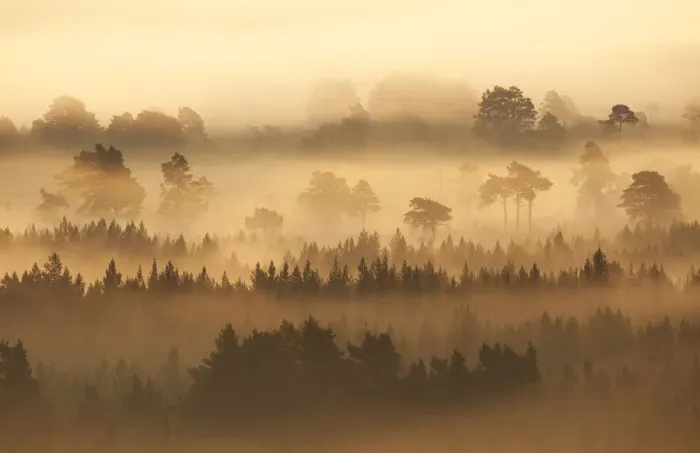 Framed Print : Native pine forest silhouetted at dawn with rising mist. Cairngorms National Park Framed Print : Native pine forest silhouetted at dawn with rising mist. Cairngorms National Park