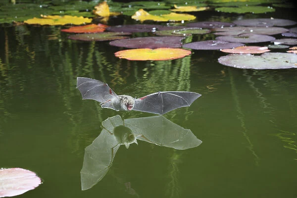 Natterers bat (Myotis nattereri) flying in to drink from the surface of a pond
