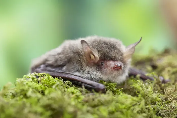 Framed Print : Natterers bat (Myotis nattereri) Captive, UK Framed Print : Natterers bat (Myotis nattereri) Captive, UK