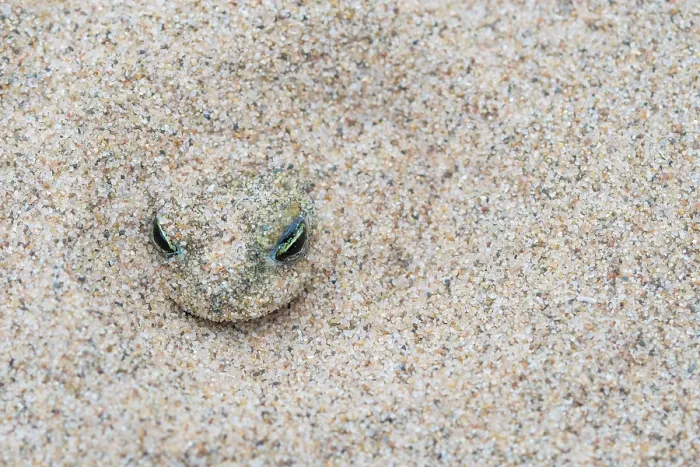 Framed Print : Natterjack toad (Epidalea calamita) buried in sand during the day, Millingerwaard, The Netherlands. May Framed Print : Natterjack toad (Epidalea calamita) buried in sand during the day, Millingerwaard, The Netherlands. May