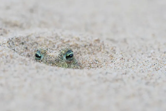 Framed Print : Natterjack toad (Epidalea calamita) buried in sand during the day, Millingerwaard, The Netherlands. May